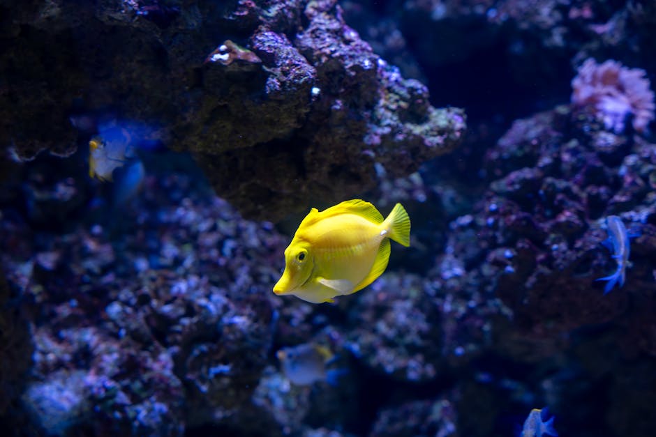A vibrant yellow fish with a rounded body and pointed snout swimming amidst a coral reef filled with dark purple, pink, and blue corals. Small blue and transparent fish are also visible around the reef, some near the rocks and others swimming in the water. The scene is illuminated with underwater lighting highlighting the colorful marine life and textured coral structures, providing a natural habitat for the aquatic species. This image represents an aquarium setting, capturing the movement of fish during a home relocation or packing and moving process at Kingston flats, as arranged by Man and Van Kingston's removals service that specializes in house and furniture transport.